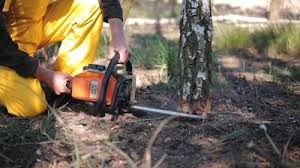 Best Root Management and Removal  in Wake Forest, NC