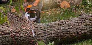 Wake Forest, NC Tree Services Company