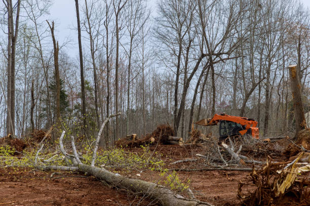 Best Storm Damage Tree Cleanup  in Wake Forest, NC