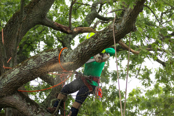 Best Hazardous Tree Removal  in Wake Forest, NC